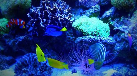 Youtube Edited Exotic Saltwater Fish Tank Aquarium