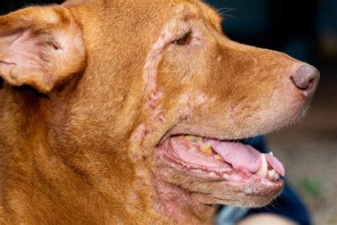 Dog Dermatitis How To Treat It My Animals