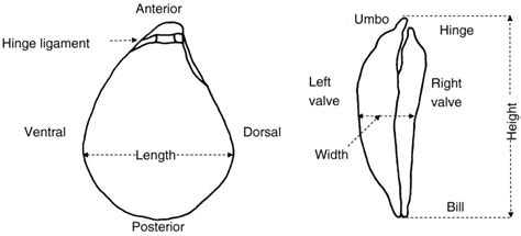 Diagram Depicting Anatomical Features And The Height Width And Length