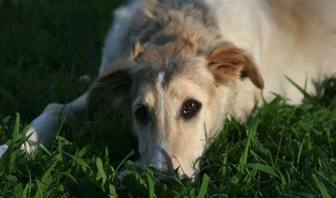 Borzoi puppy | Borzoi puppy, Puppies, Dog breeds
