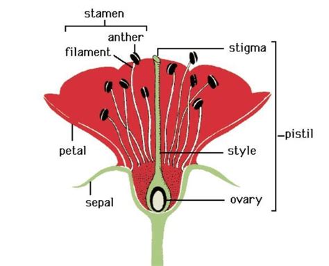 Parts Of A Female Flower Diagram