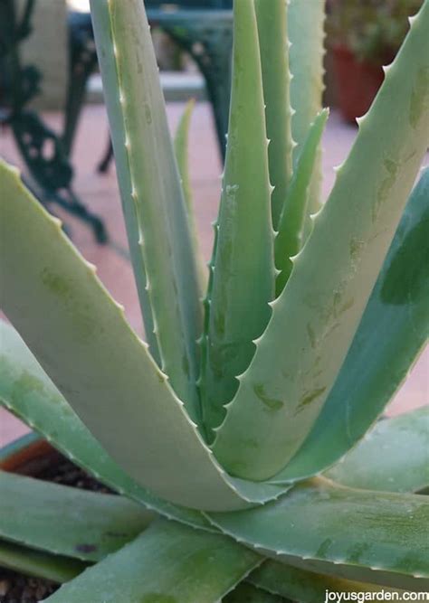A Plant With Purpose How To Care For Aloe Vera Joy Us