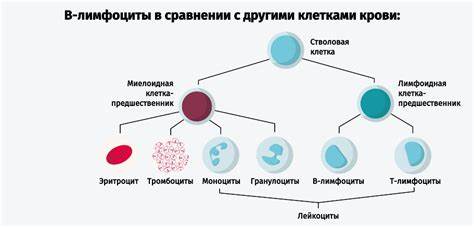 Лейкоз хронический диета Хронический лимфоцитарный лейкоз (ХЛЛ): симптомы, диагностика, лечение Хронический лимфоцитарный лейкоз (ХЛЛ): симптомы, диагностика, лечение Лейкоз хронический диета