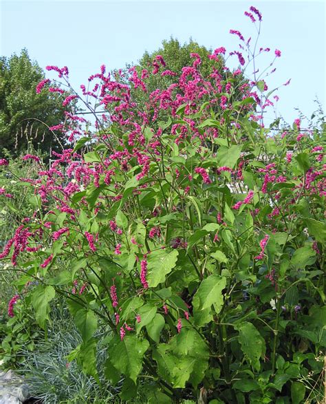 Polygonum Orientale Kiss Me Over The Garden Gate Buy Online At