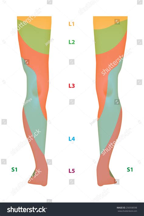 Dermatome Map Of The Lower Limb Labeled Diagram Stock Illustration The Best Porn Website