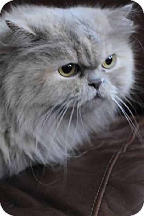 Find persian in cats & kittens for rehoming | 🐱 find cats and kittens locally for sale or adoption in canada : Lilac | Adopted Cat | Columbus, OH | Persian