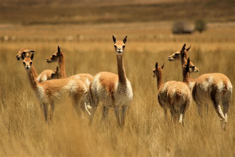 When this occurred, the resident male defended his females by intercepting the invading vicuna and chasing him back. Trabajo de Ingles Zoo: Vicuña