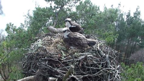 Third Osprey Egg Scottish Wildlife Trust