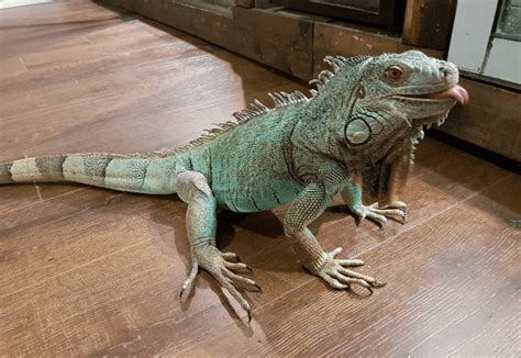 What Pet Iguana Keepers Want You To Know Reptifiles