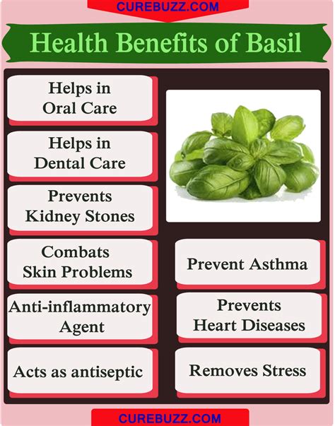 9 Health Benefits Of Basil Curebuzz