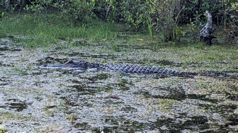 Uga Working To Conserve Protect Alligators In South Georgia Swamp