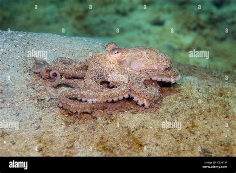 Caribbean Long Arm Octopus Octopus Defilippi Photographed In Singer Island FL Stock Photo Alamy