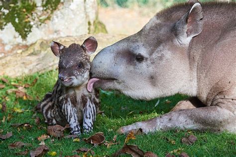 Couldnt have wished for more. Brazilian tapir baby debuts in south China safari park - CGTN