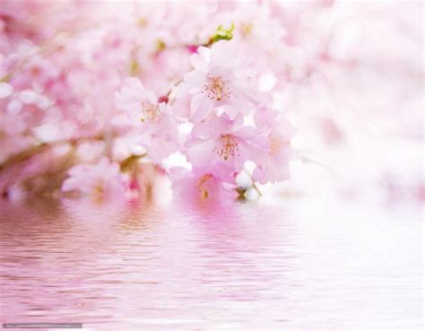 Download Travel Reflection Flower Hanami Cherry Blossom Cherry