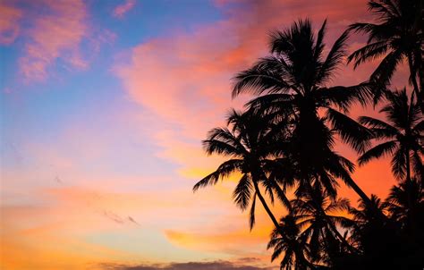 Wallpaper The Sky Sunset Palm Trees Sri Lanka Sri Lanka Images For