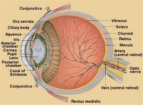 Eye Anatomy Page 15