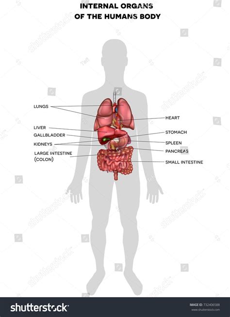 Human Body Organs Diagram
