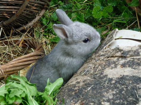 5 Facts About Netherland Dwarf Rabbits Home And Roost