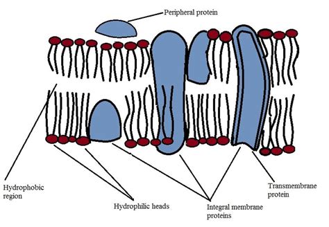 In some organisms the membrane is modified with cilia for feeding and movement. Cell Membrane - Definition, Function/Structure, Animal ...