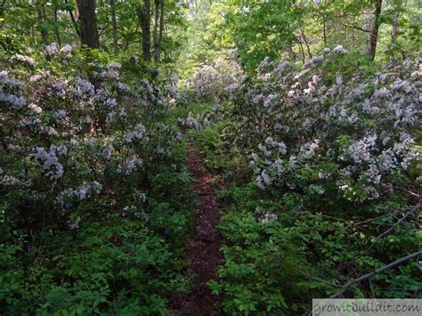 Mountain Laurel 101 Complete Grow And Care Growit Buildit
