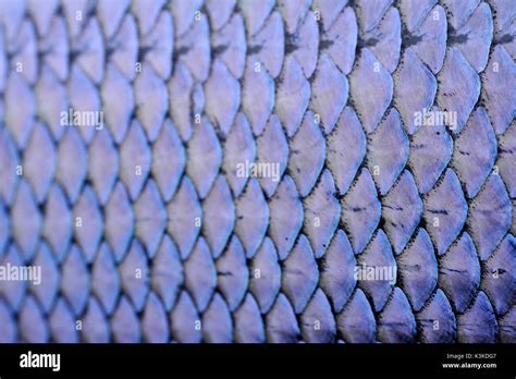 Fish Scales Of A Lake Whitefish As An Extreme Close Up Stock Photo Alamy