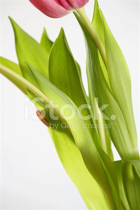 Tulip Stems Stock Photo Royalty Free Freeimages