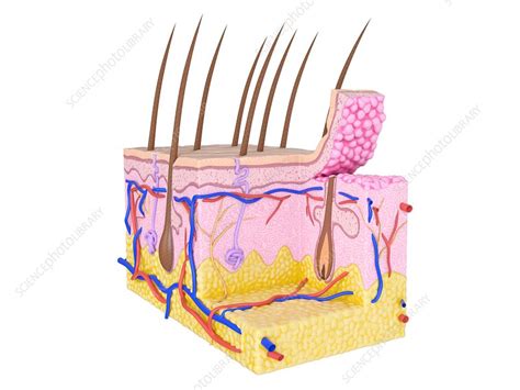 Illustration Of The Human Skin Stock Image F0238024 Science