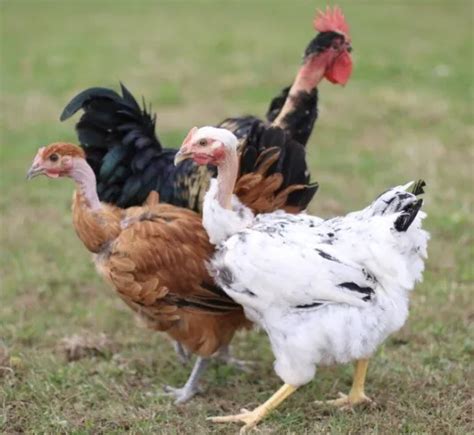 THREE ORGANIC TRANSYLVANIA Naked Neck Turken Hatching Eggs 5 00