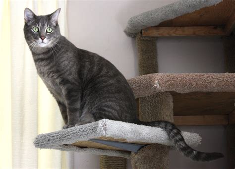 If you look at the hairs that your cat. Gray Tabby Cat Perched on Kitty Climbing Tree Picture ...