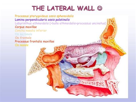 Unlike the medial wall and the nasal cavity floor, the lateral wall has a few small bony projections. PPT - NASAL CAVITY PARANASAL SINUSES PowerPoint ...