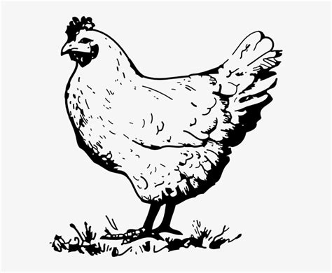 Hen Chicken Clip Art At Vector Clip Art Image Reproductive System Of