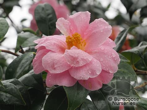 Camellia Pink Icicle From Burncoose Nurseries