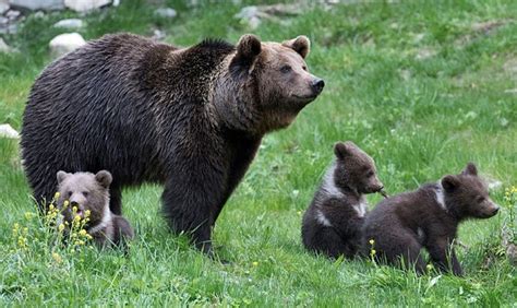 Mama Bears Use Human Shields To Protect Cubs Study