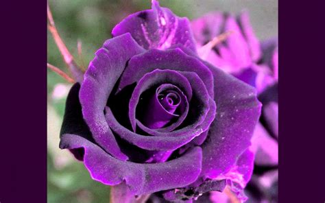 Important Ideas Dark Purple Roses Popular Inspiraton