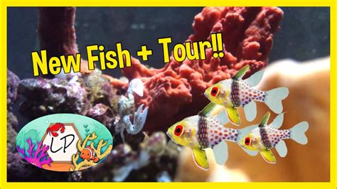 Pick your state below, and you'll be taken to a page that breaks down all of the aquarium each store will be listed with quick information like address, phone number, and website. New Fish + Fish Store Tour! - YouTube