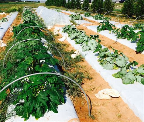Integrated pest management (ipm) ipm is a systematic strategy for managing pests which. Pest and Disease Management for Organic Squash - VSC NEWS