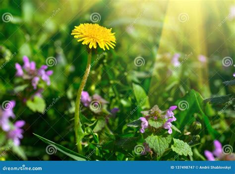 Yellow Dandelion Bright Floral Dandelions On A Background Green Spring