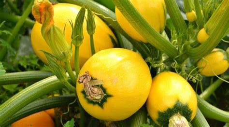 23 Different Types Of Summer Squash Varieties
