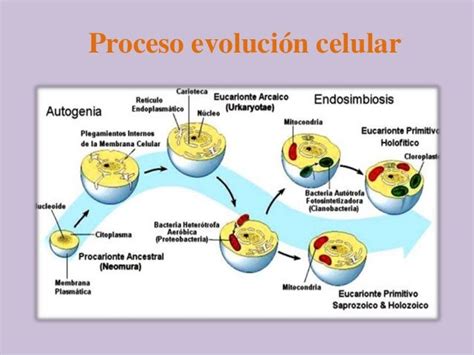 Biologia Celular Origen Y Evolucion De La Celula Consejos Celulares