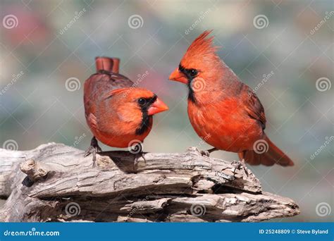 Pair Of Northern Cardinals Stock Image Image Of Northern 25248809