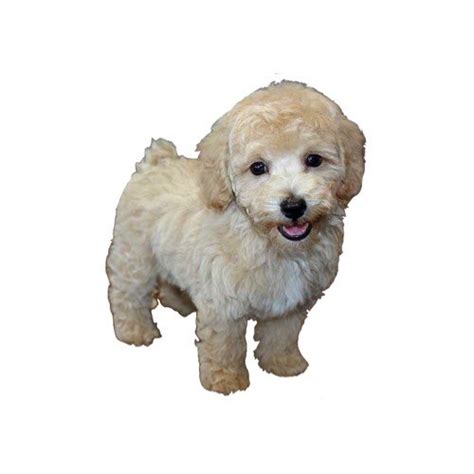 Stop by petland to find your dream puppy today! Bichon Poo Puppies - Petland Fort Myers Florida