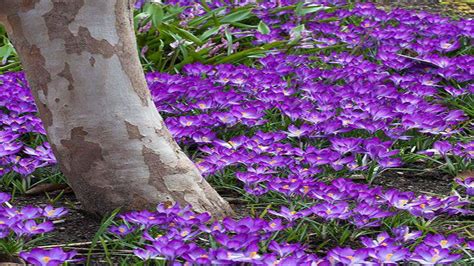 Beautiful Purple Flowers Spring Flowers Spring Beauty