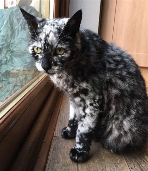 How Rare Is Vitiligo In Cats Efficacious Blogged Picture Show