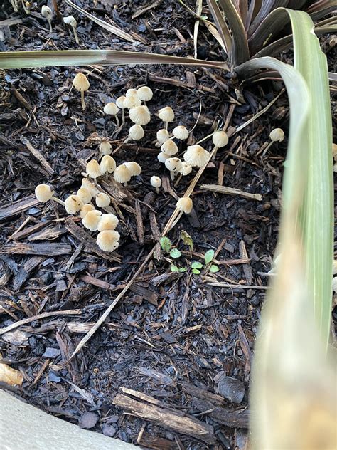 What Is Growing In My Planter East Texas Location Shrooms