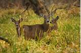 Kentucky Whitetail Deer Outfitters Pictures