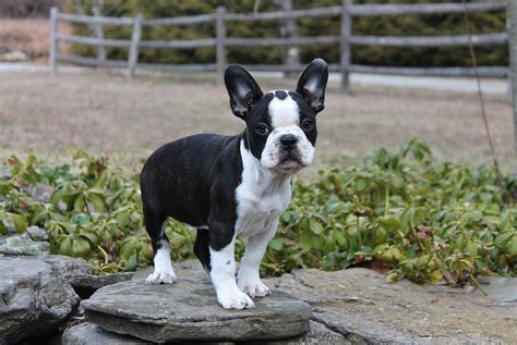 Frenchton French Bulldog Boston Terrier Mix Info Temperament