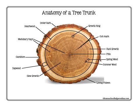 Count Growth Tree Rings To Age A Tree Learn Parts Of The Tree Trunk Homeschool Helper Online