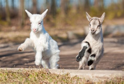 Cute Baby Goats Playing Around
