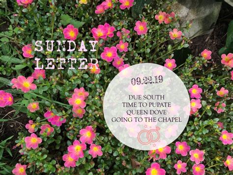 Tail End Of Summer Sunday Letter 092219 Grace Grits And Gardening