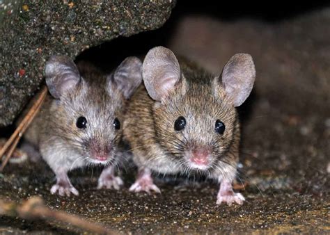 House Mouse Identification And Control In Utah